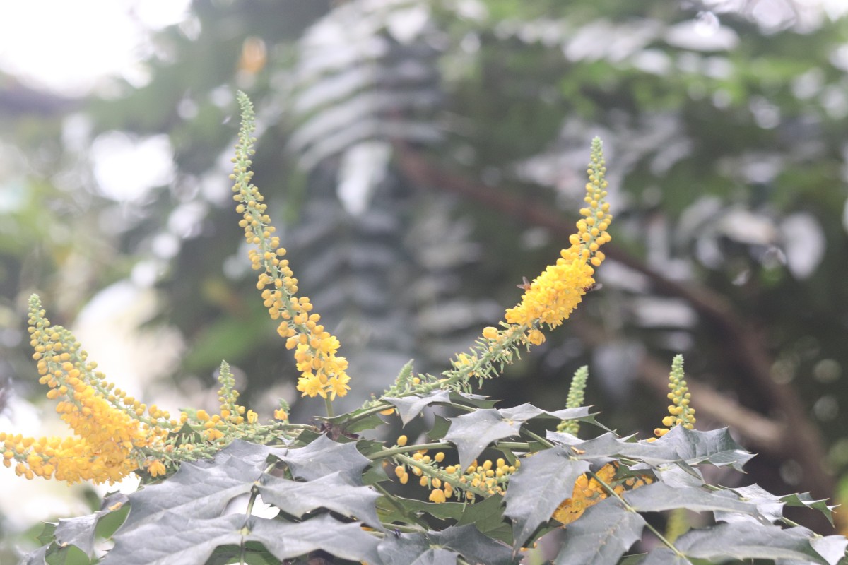 Berberis napaulensis (DC.) Spreng.